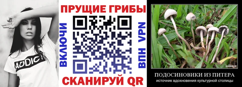 OMG рабочий сайт  Поворино  Псилоцибиновые грибы прущие грибы  закладки 